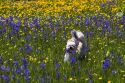 Small dog running through a meadow of wildflowers in Round Valley, Idaho.