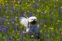 Small dog running through a meadow of wildflowers in Round Valley, Idaho.