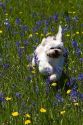 Small dog running through a meadow of wildflower in Round Valley, Idaho.
