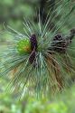 Pinecones and new growth on a Ponderosa Pine tree in Clearwater County, Idaho.