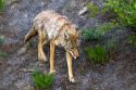 Coyote in Yellowstone National Park, Wyoming.