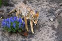 Coyote in Yellowstone National Park, Wyoming.