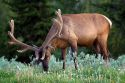 Bull Elk with antlers in velvet grazing in Yellowstone National Park, Wyoming.