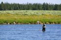 Fly fishing at Last Chance on The Henry's Fork in Idaho.