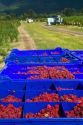Raspberry harvest on a farm in Whatcom County, Washington.