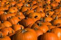 A display of pumpkins in the city of Concord, New Hampshire, USA.