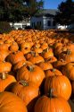 A display of pumpkins in the city of Concord, New Hampshire, USA.