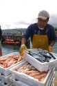 Commercial fisherman in the harbor at Llanes, Asturias, Spain.