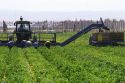 Green bell peppers being harvested in Valley County, Idaho, USA.