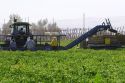 Green bell peppers being harvested in Valley County, Idaho, USA.