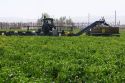 Green bell peppers being harvested in Valley County, Idaho, USA.