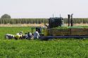 Green bell peppers being harvested in Valley County, Idaho, USA.