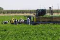 Green bell peppers being harvested in Valley County, Idaho, USA.