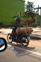 Vietnamese man transporting a live pig to market in Quang Tri Province, Vietnam.