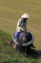 Vietnamese farmer riding a water buffalo near Hue, Vietnam.