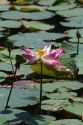 Lotus flowers grow in a water garden at the Saigon Zoo and Botanical Gardens in Ho Chi Minh City, Vietnam.
