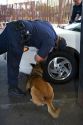 U.S. Customs and Immigration agents use a drug detection dog on automobiles waiting to enter the United States port of entry at the Tijuana, Baja California, Mexico/San Diego, California border crossing.