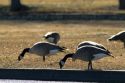 Canada geese overpopulate a park in Boise, Idaho, USA.