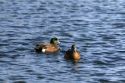 Male and female American Wigeon in Boise, Idaho, USA.