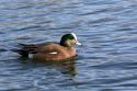 Male American Wigeon in Boise, Idaho, USA.