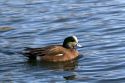 Male American Wigeon in Boise, Idaho, USA.