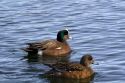 Male and female American Wigeon in Boise, Idaho, USA.