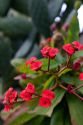 The flowers of a Euphorbia Milii at San Juan Capistrano, California, USA.