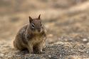 California Ground Squirrel in Southern California, USA.