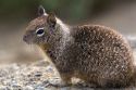 California Ground Squirrel in Southern California, USA.