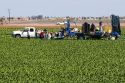 Romain lettuce harvest in the Imperial Valley near El Centro, Southern California, USA.