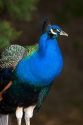 Indian Blue Peacock at the Los Angeles County Arboretum and Botanical Garden in Arcadia, California, USA.