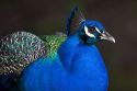 Indian Blue Peacock at the Los Angeles County Arboretum and Botanical Garden in Arcadia, California, USA.