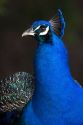 Indian Blue Peacock at the Los Angeles County Arboretum and Botanical Garden in Arcadia, California, USA.
