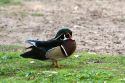 Male wood duck at the Los Angeles County Arboretum and Botanical Garden in Arcadia, California, USA.