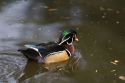 Male wood duck at the Los Angeles County Arboretum and Botanical Garden in Arcadia, California, USA.
