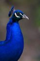 Indian Blue Peacock at the Los Angeles County Arboretum and Botanical Garden in Arcadia, California, USA.