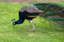 Indian Blue Peacock at the Los Angeles County Arboretum and Botanical Garden in Arcadia, California, USA.