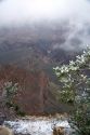 Snow storm at the South Rim of the Grand Canyon, Arizona, USA.