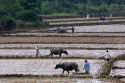 Water buffalo tilling rice paddies north of Hue, Vietnam.