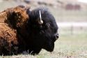 American Bison in Wyoming, USA.