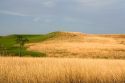 Konza Prairie Biological Station is a preserve of native tallgrass prairie in the Flint Hills of northeastern Kansas, USA.