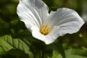 Trillium flowering plants growing wild on the forest floor in Upper Peninsula of Michigan, USA.