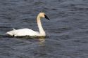 Trumpeter Swan in the Upper Peninsula of Michigan, USA.