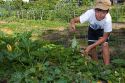 Young boy pulling weeds in a residential vegetable garden in Boise, Idaho, USA.