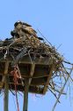 Osprey nesting on a platform atop a utility pole in Idaho, USA.