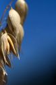 Crop of ripe oats in the Willamette Valley of Oregon, USA.