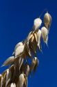 Crop of ripe oats in the Willamette Valley of Oregon, USA.