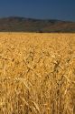 Ripe wheat fields in Camas County, Idaho, USA.