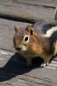 Golden-mantled Ground Squirrel in Idaho, USA.