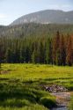 Beaver Dam built in a stream in the Boise National Forest, Idaho, USA.